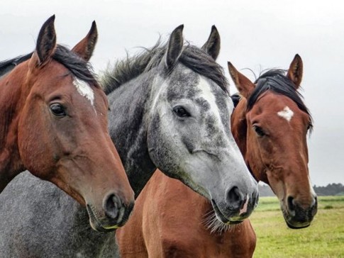 Arrendamento de cavalos